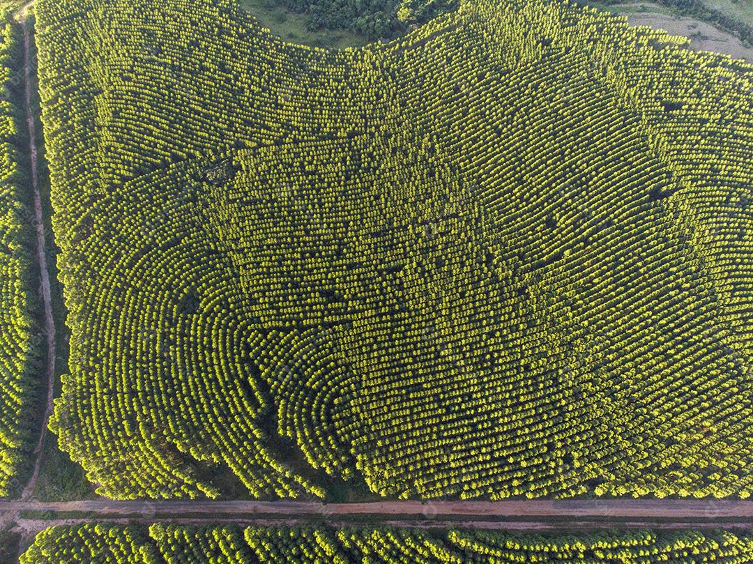 Plantação de eucalipto no Brasil. Agricultura de papel de celulose JPG