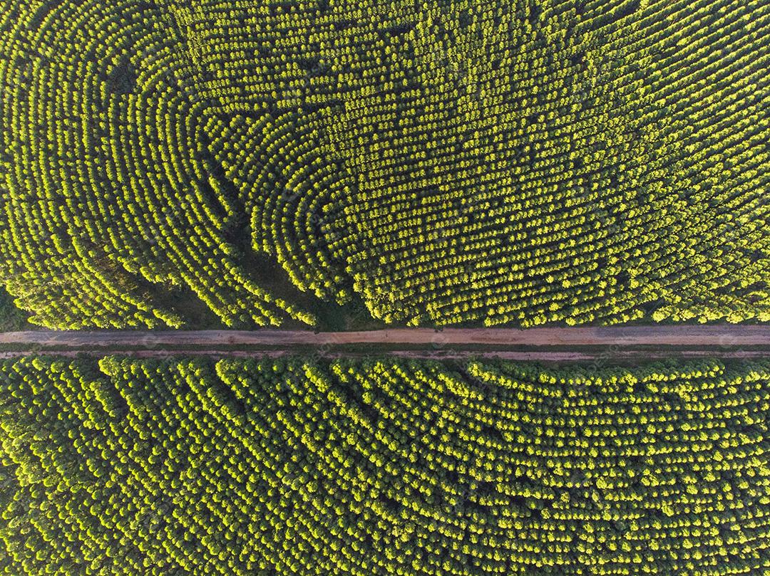 Plantação de eucalipto no Brasil. Agricultura de papel de celulose JPG