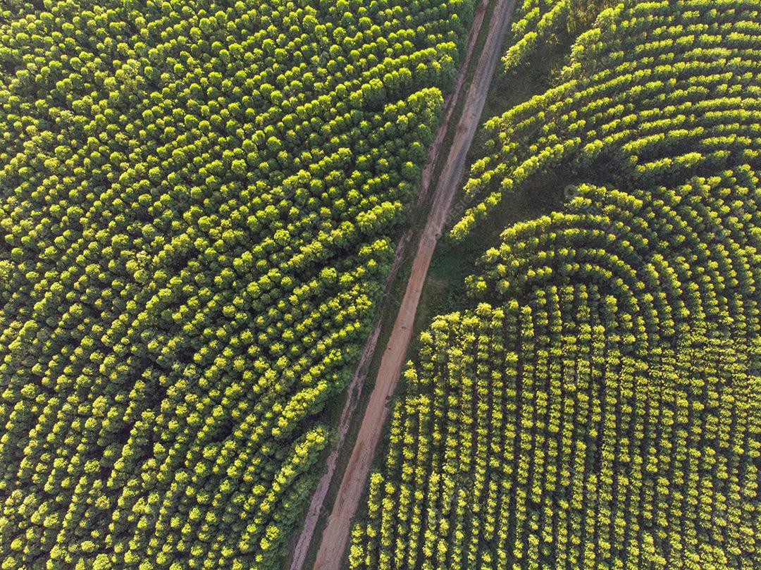 Plantação de eucalipto no Brasil. Agricultura de papel de celulose JPG