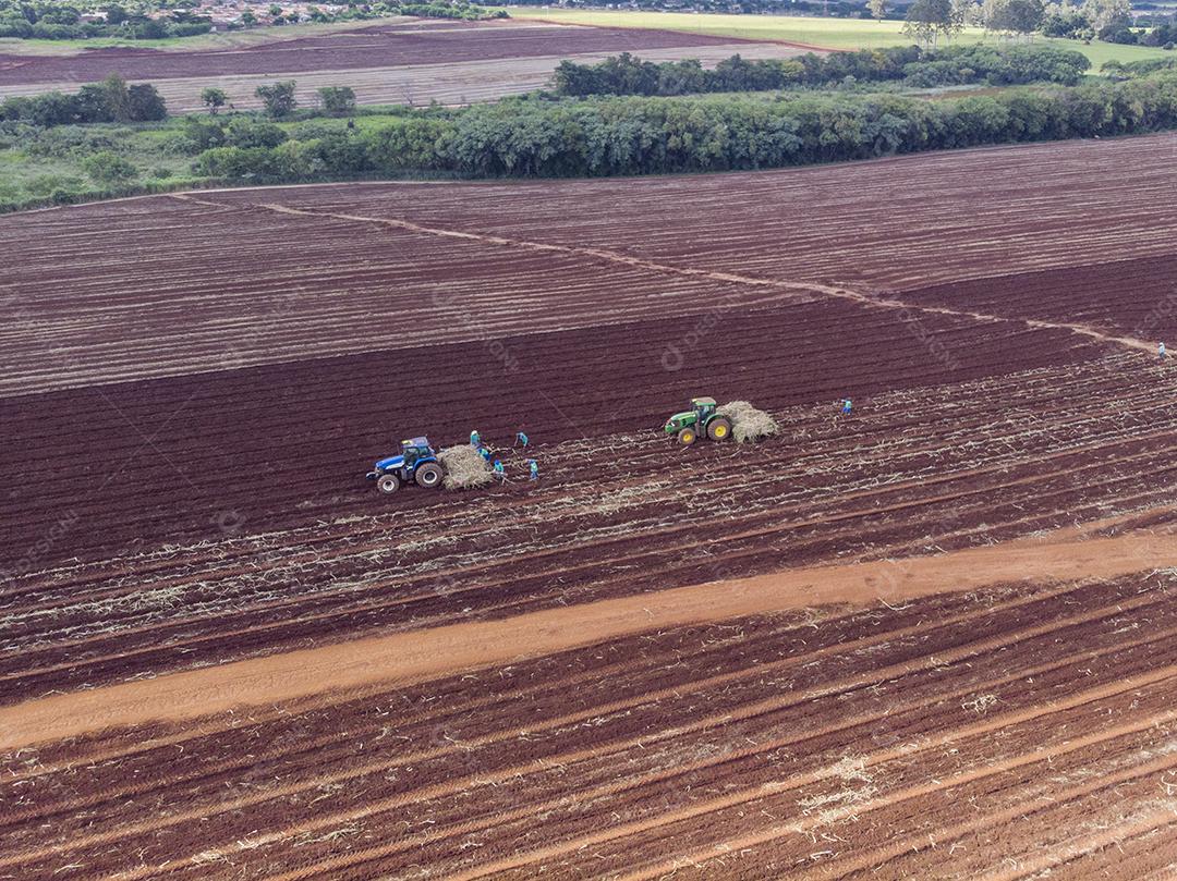 Plantio de cana manual. Homens no sol quente plantando bengala JPG