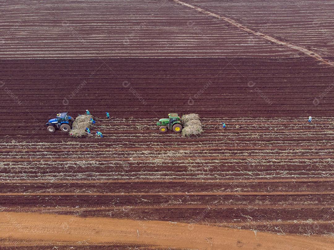 Plantio de cana manual. Homens no sol quente plantando bengala JPG