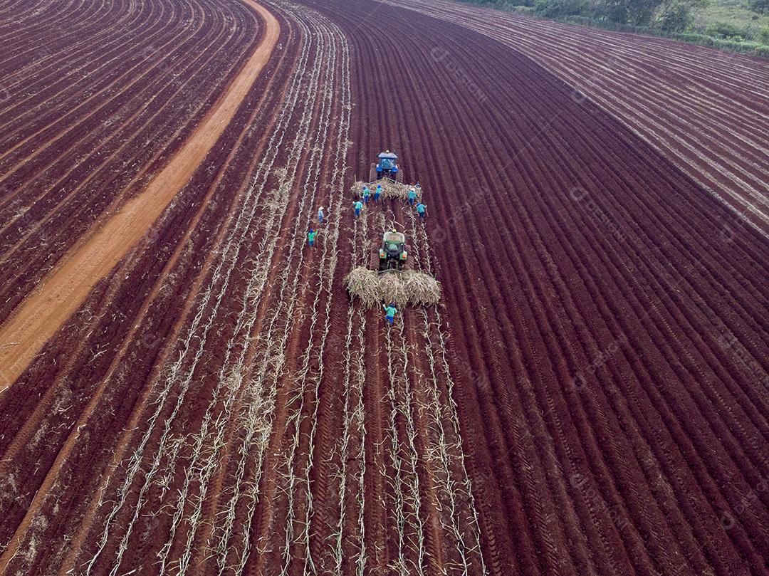 Plantio de cana manual. Homens no sol quente plantando bengala JPG