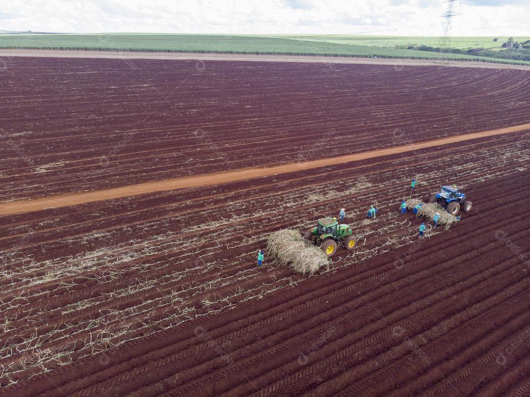 Plantio de cana manual. Homens no sol quente plantando bengala JPG
