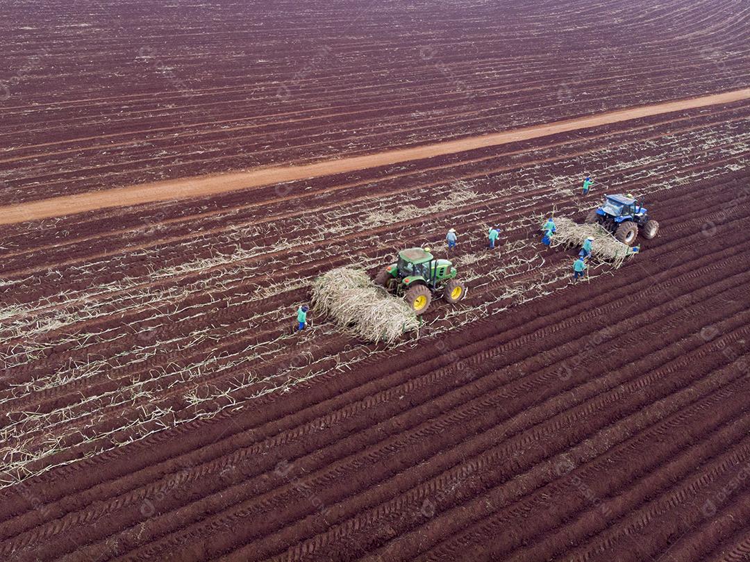 Plantio de cana manual. Homens no sol quente plantando bengala JPG