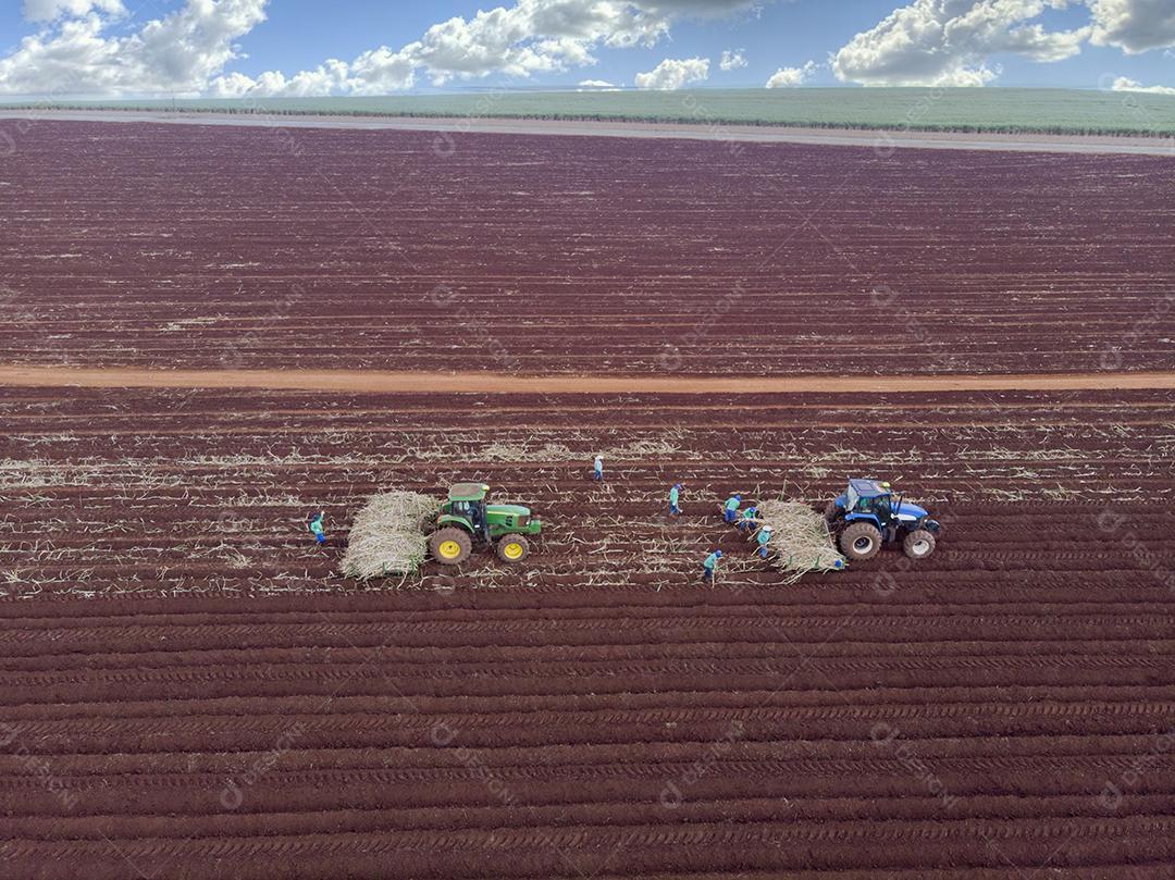 Plantio de cana manual. Homens no sol quente plantando bengala JPG