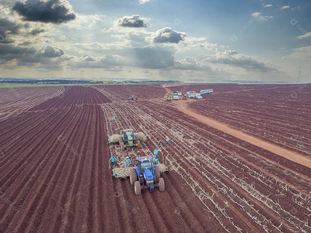 Plantio de cana manual. Homens no sol quente plantando bengala JPG