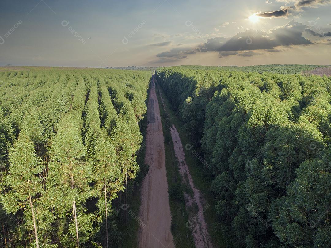 Plantação de eucalipto no Brasil. Agricultura de papel de celulose JPG