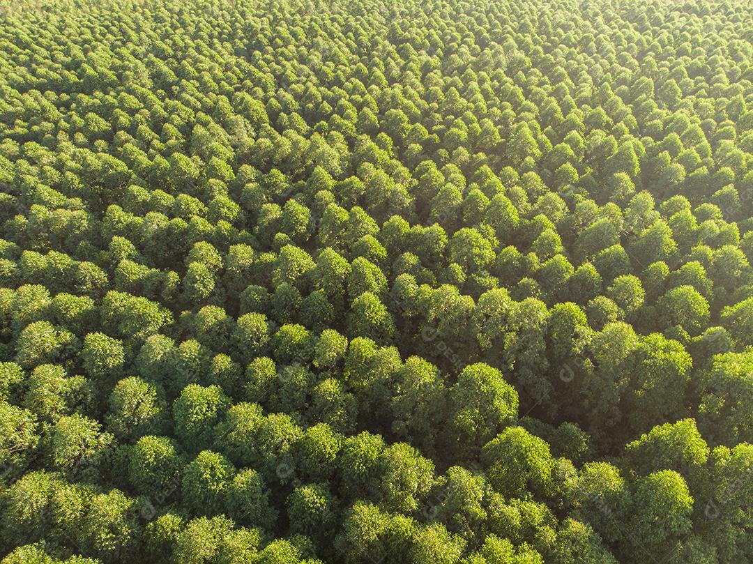 Plantação de eucalipto no Brasil. Agricultura de papel de celulose JPG