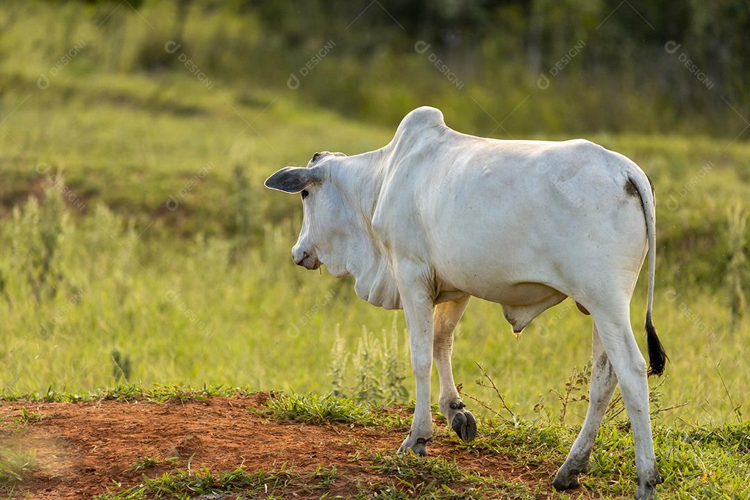 Rebanho de bois em pasto no Brasil JPG