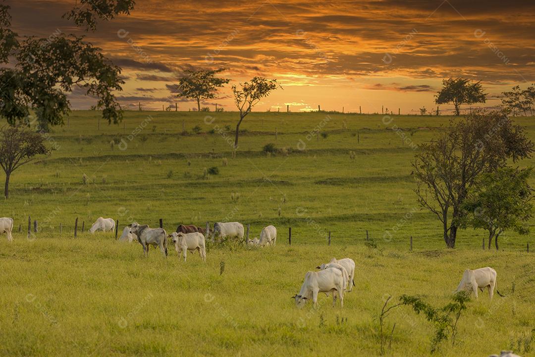 Rebanho de bois em pasto no Brasil no pôr do sol JPG