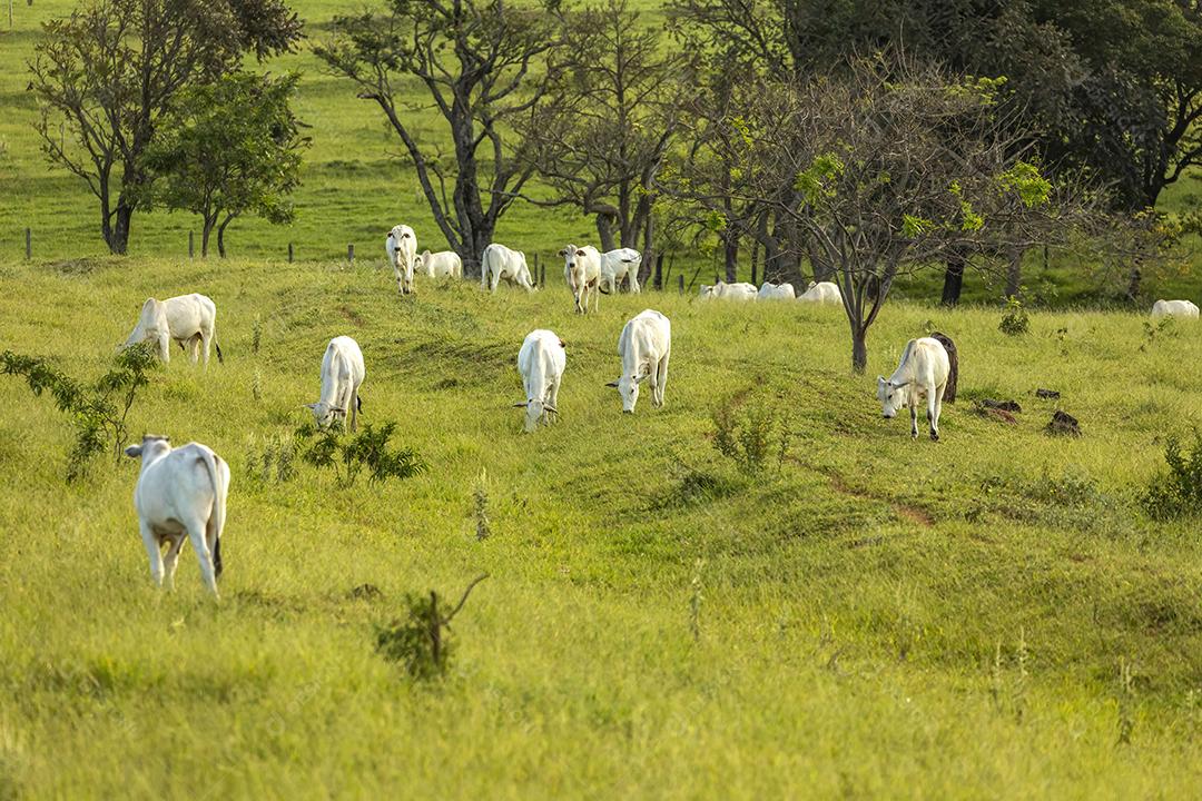 Rebanho de bois em pasto no Brasil JPG
