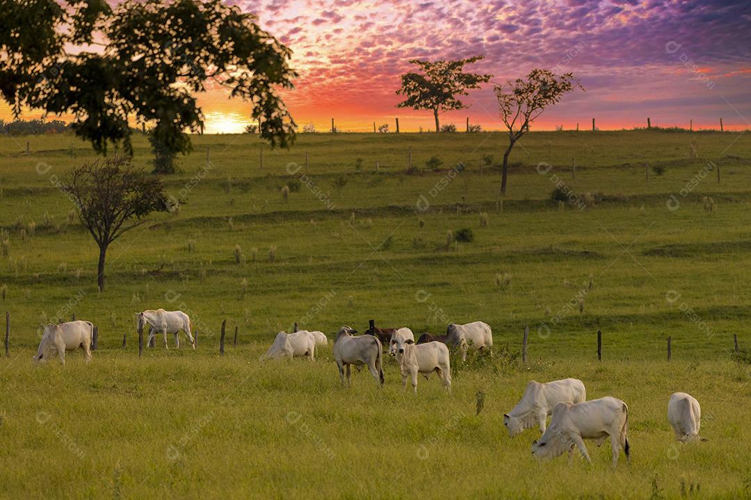Rebanho de bois em pasto no Brasil no pôr do sol JPG