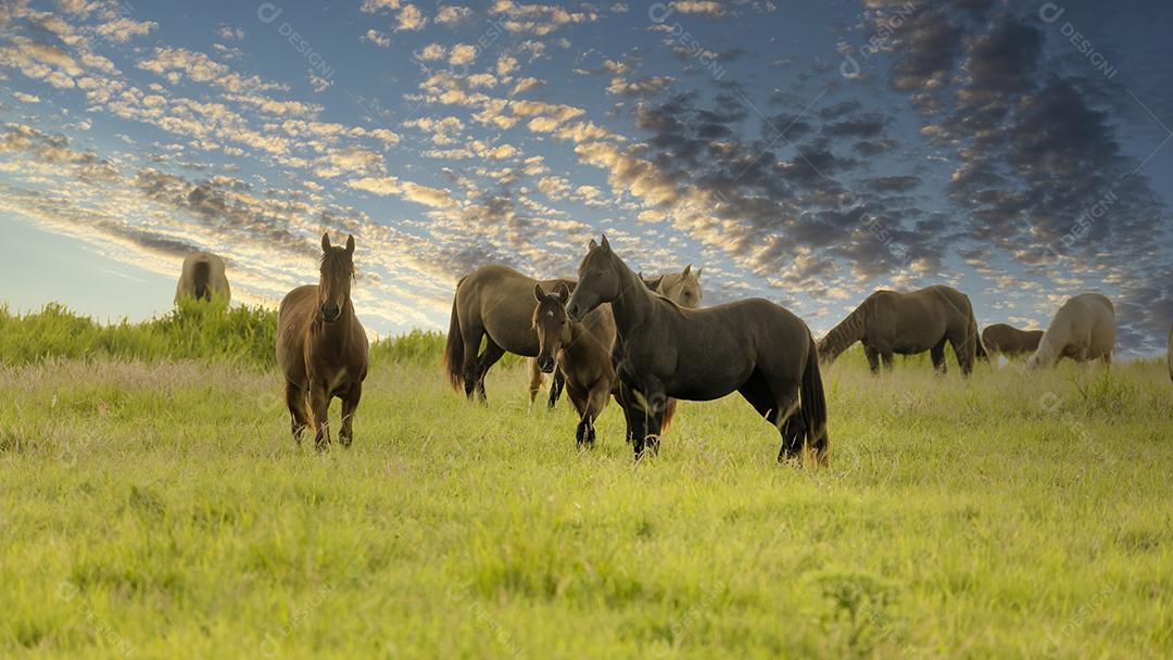 Cavalos puro-sangue pastando ao pôr do sol em um campo JPG