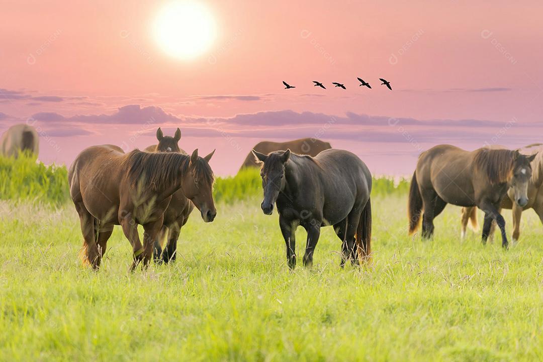 Cavalos puro-sangue pastando ao pôr do sol em um campo JPG