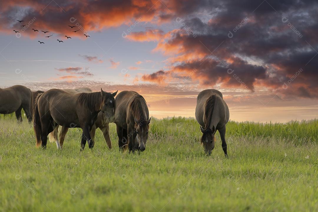 Cavalos puro-sangue pastando ao pôr do sol em um campo JPG