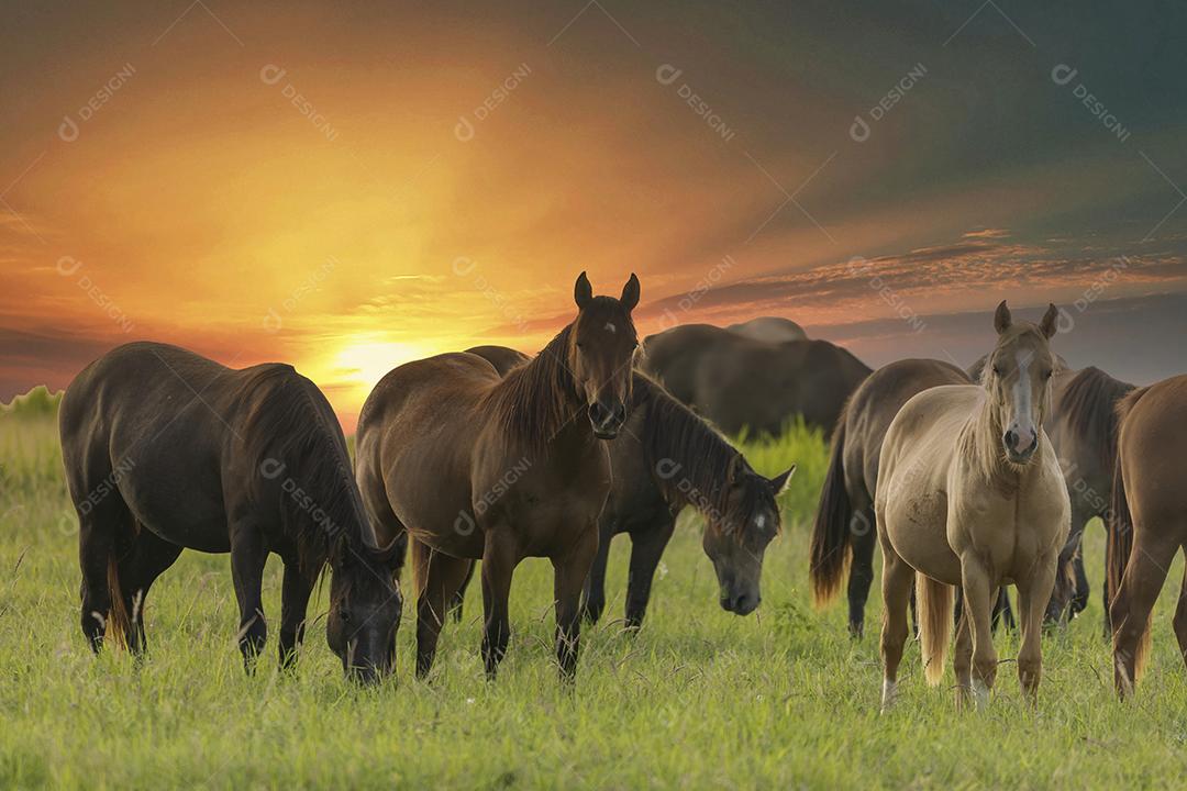 Cavalos puro-sangue pastando ao pôr do sol em um campo JPG