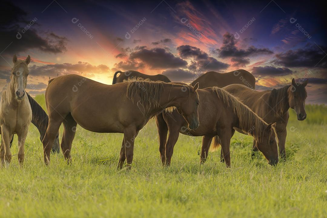 Cavalos puro-sangue pastando ao pôr do sol em um campo JPG