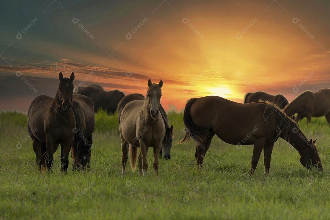 Cavalos puro-sangue pastando ao pôr do sol em um campo JPG