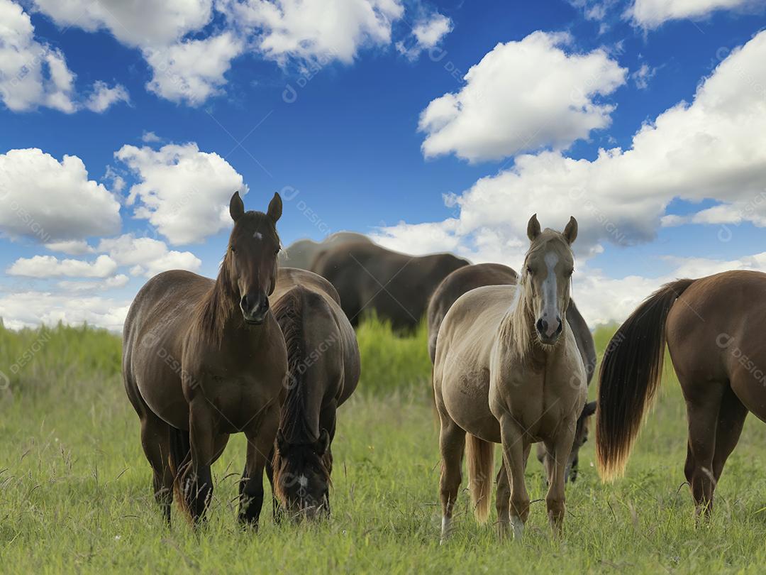 Cavalos puro-sangue pastando em um campo JPG