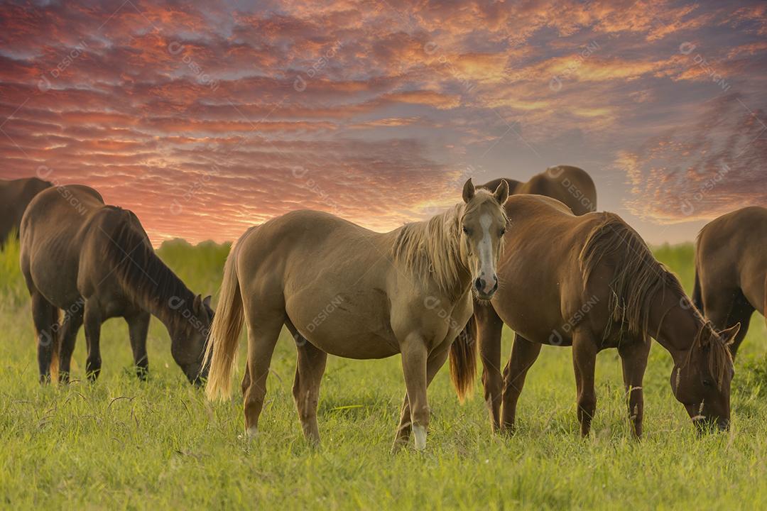 Cavalos puro-sangue pastando em um campo JPG