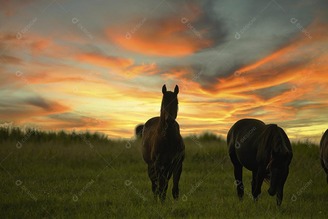 Silhueta de cavalos no pasto ao pôr do sol JPG