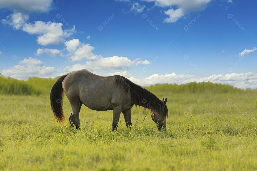 Cavalos puro-sangue pastando em um campo JPG