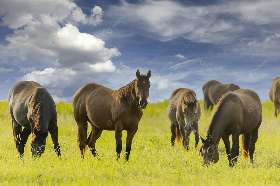 Cavalos puro-sangue pastando em um campo JPG