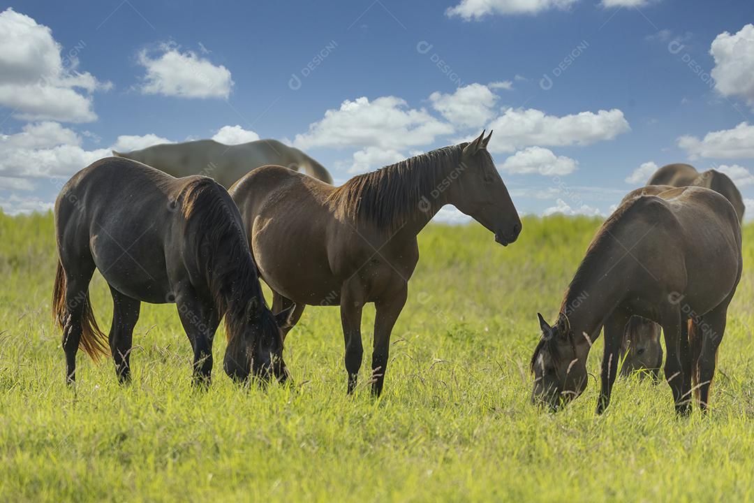 Cavalos puro-sangue pastando em um campo JPG