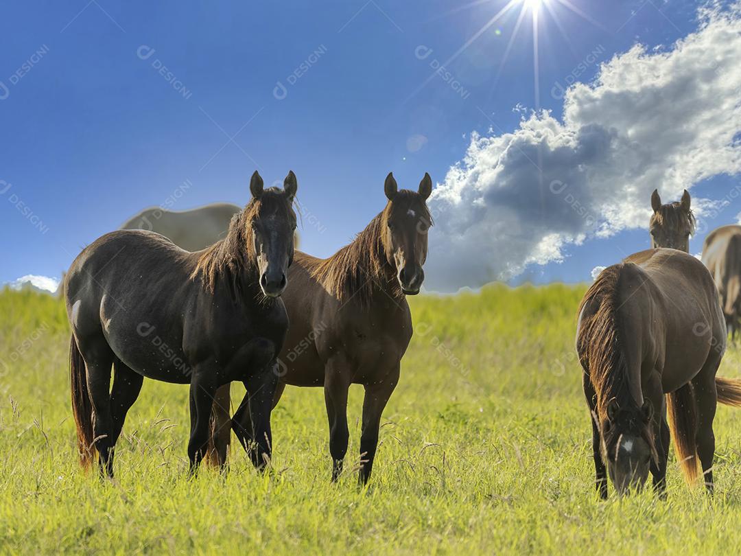 Cavalos puro-sangue pastando em um campo JPG