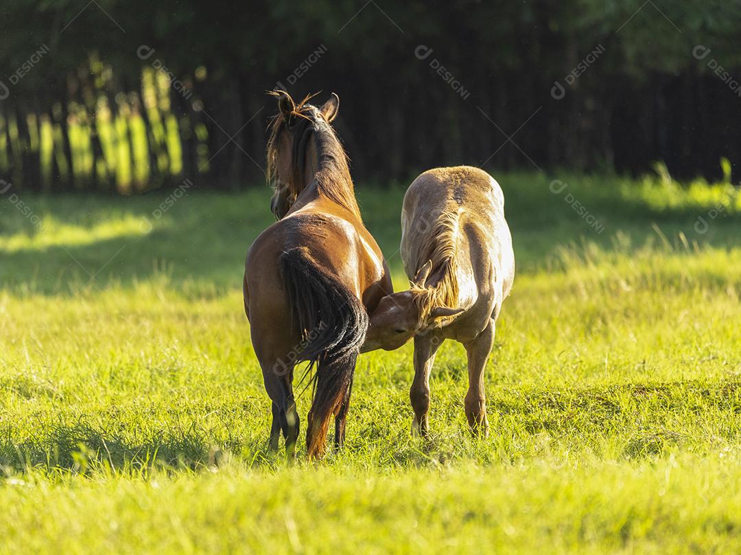 Égua chupando bezerro no pasto JPG