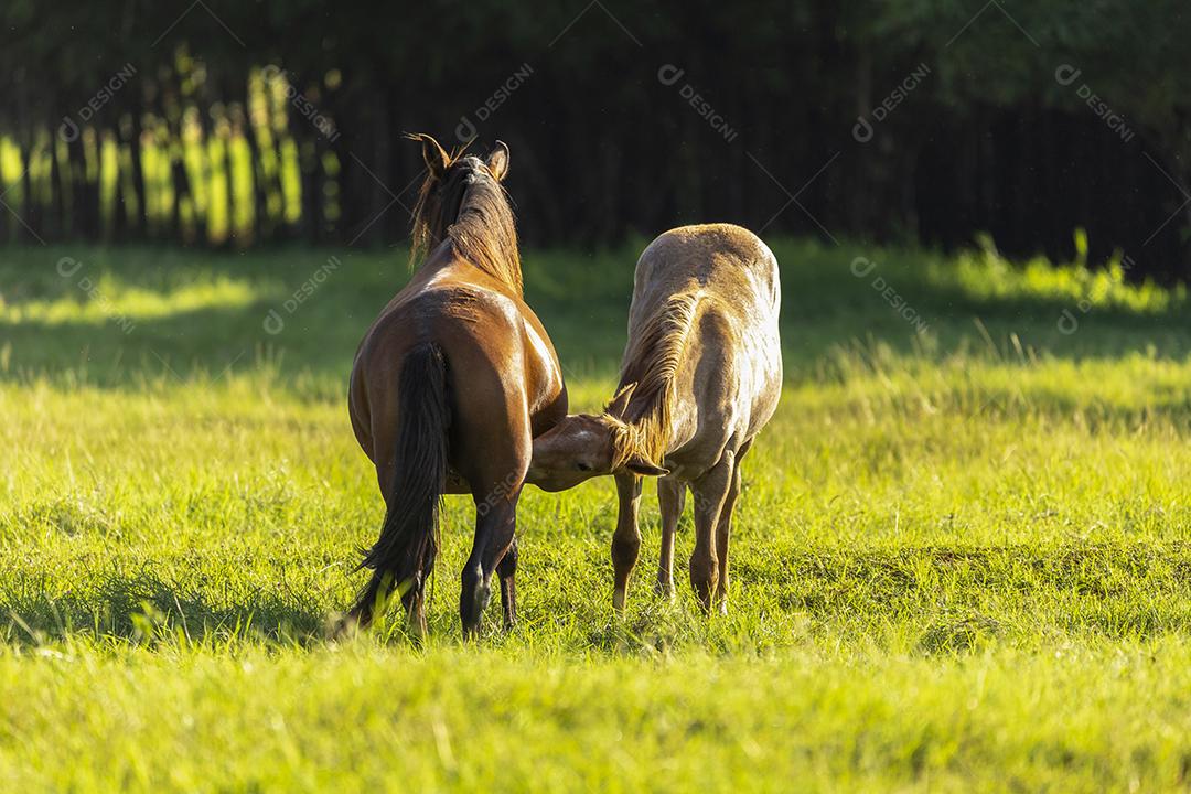 Égua chupando bezerro no pasto JPG