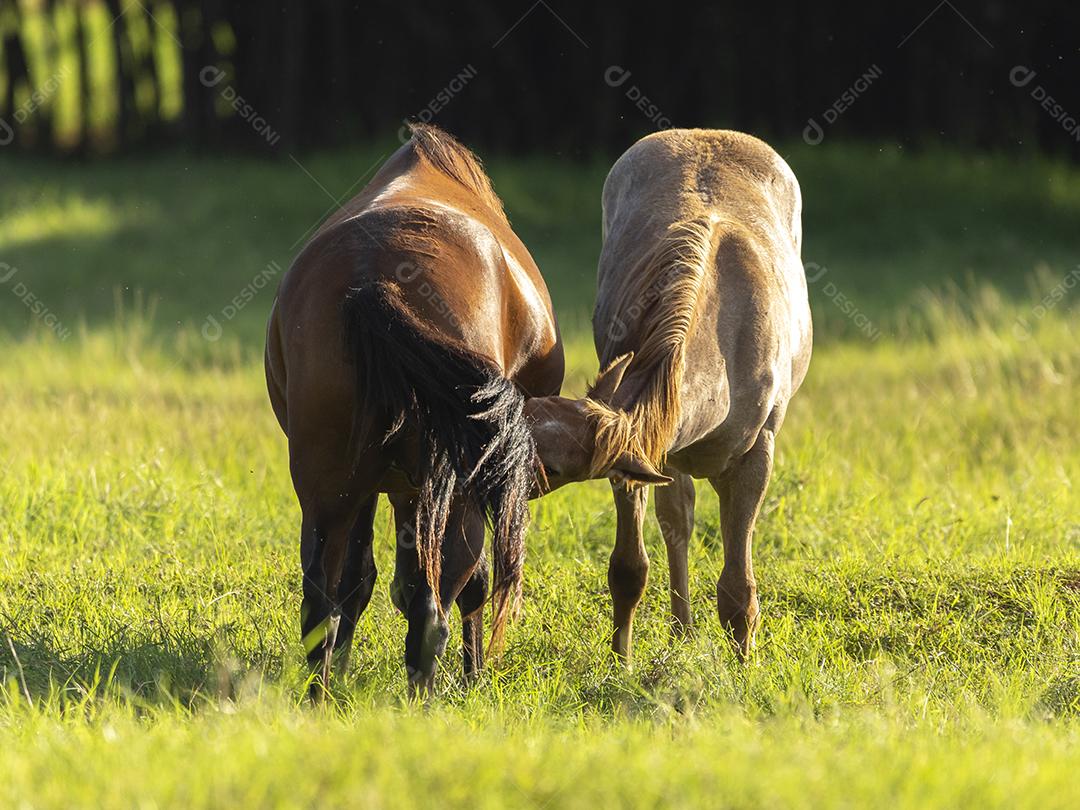 Égua chupando bezerro no pasto JPG