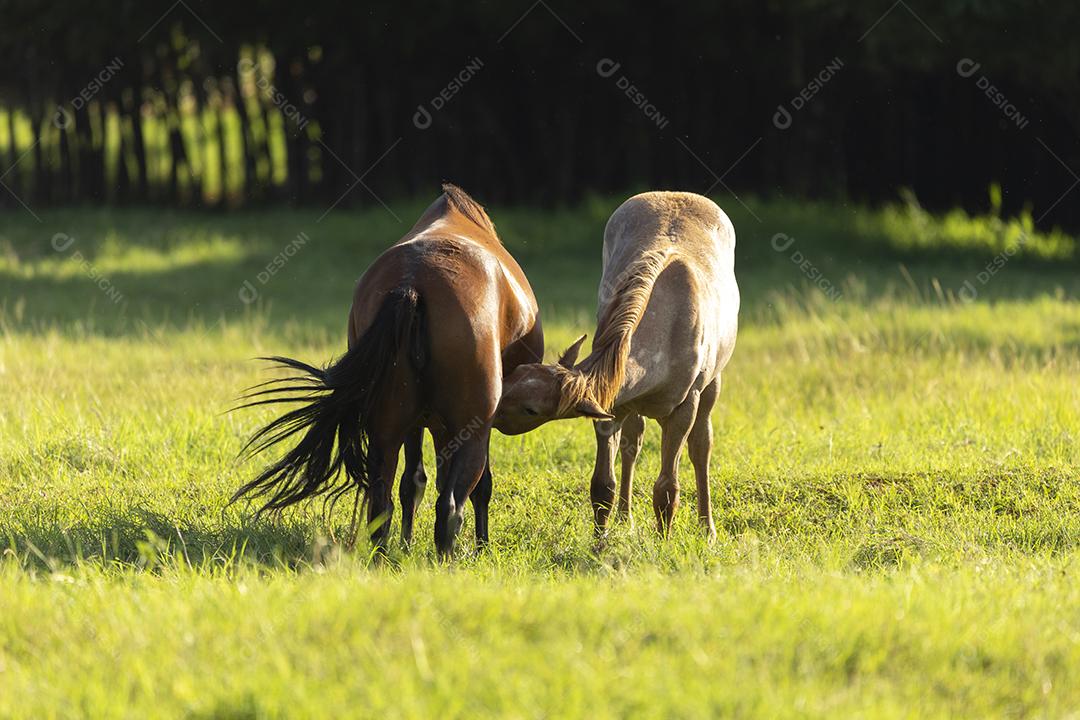 Égua chupando bezerro no pasto JPG