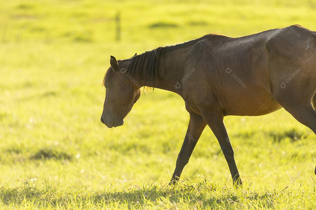 Cavalo andando no pasto ao pôr do sol JPG