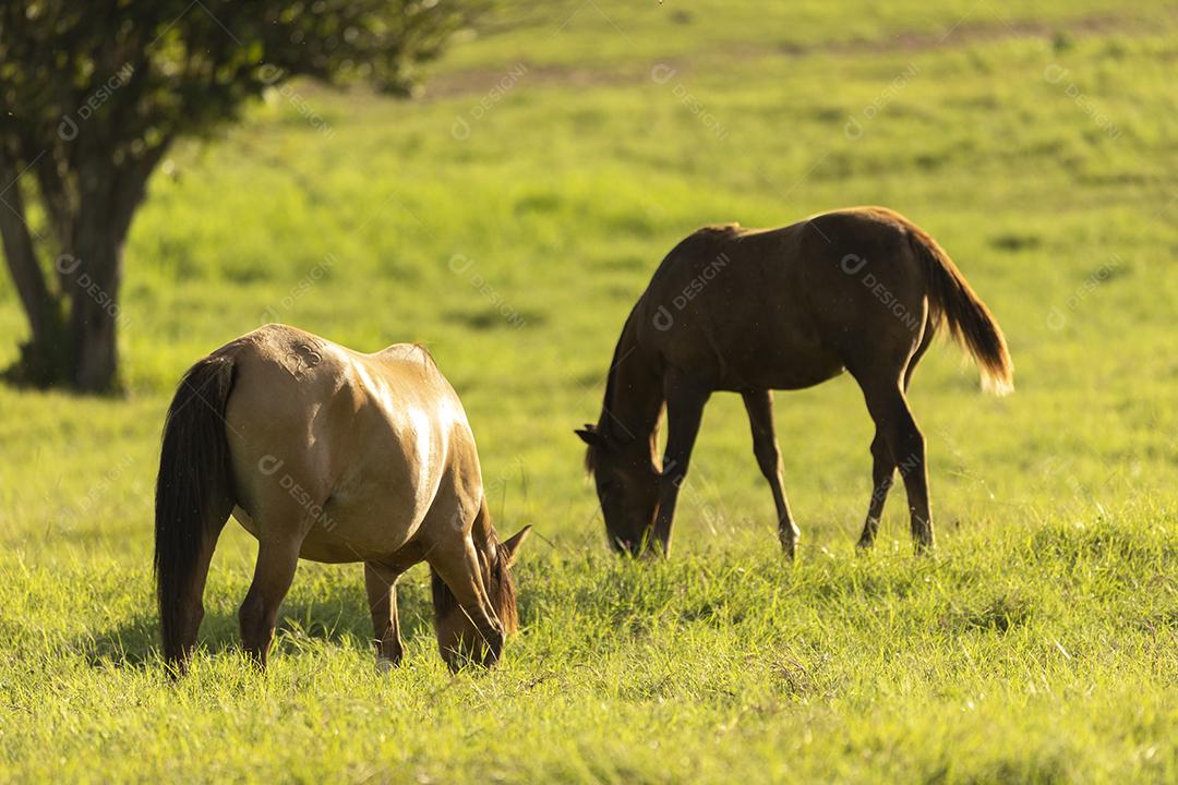 Égua grávida pastando ao pôr do sol JPG