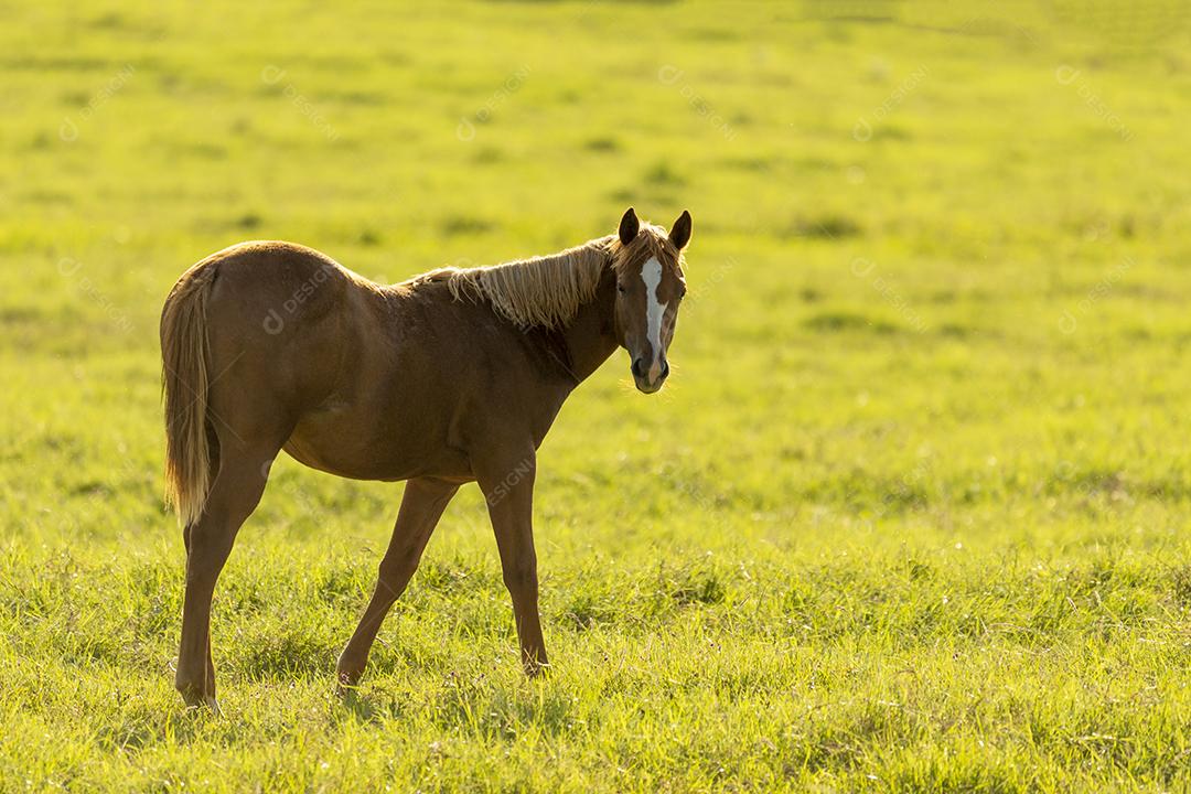 Filhote de cavalo pastando ao pôr do sol JPG