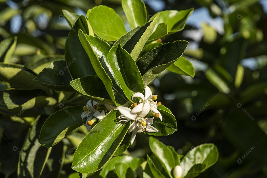 Plantação de limão. Foto de árvore, cultivo JPG