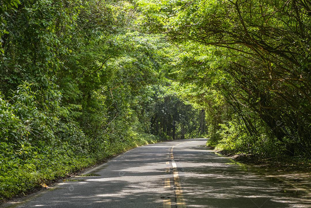 Estrada asfaltada pela floresta, formando um túnel de árvores em Pernambuco, Brasil.