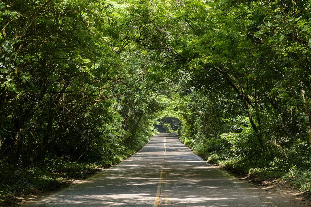 Estrada asfaltada pela floresta, formando um túnel de árvores em Pernambuco, Brasil.