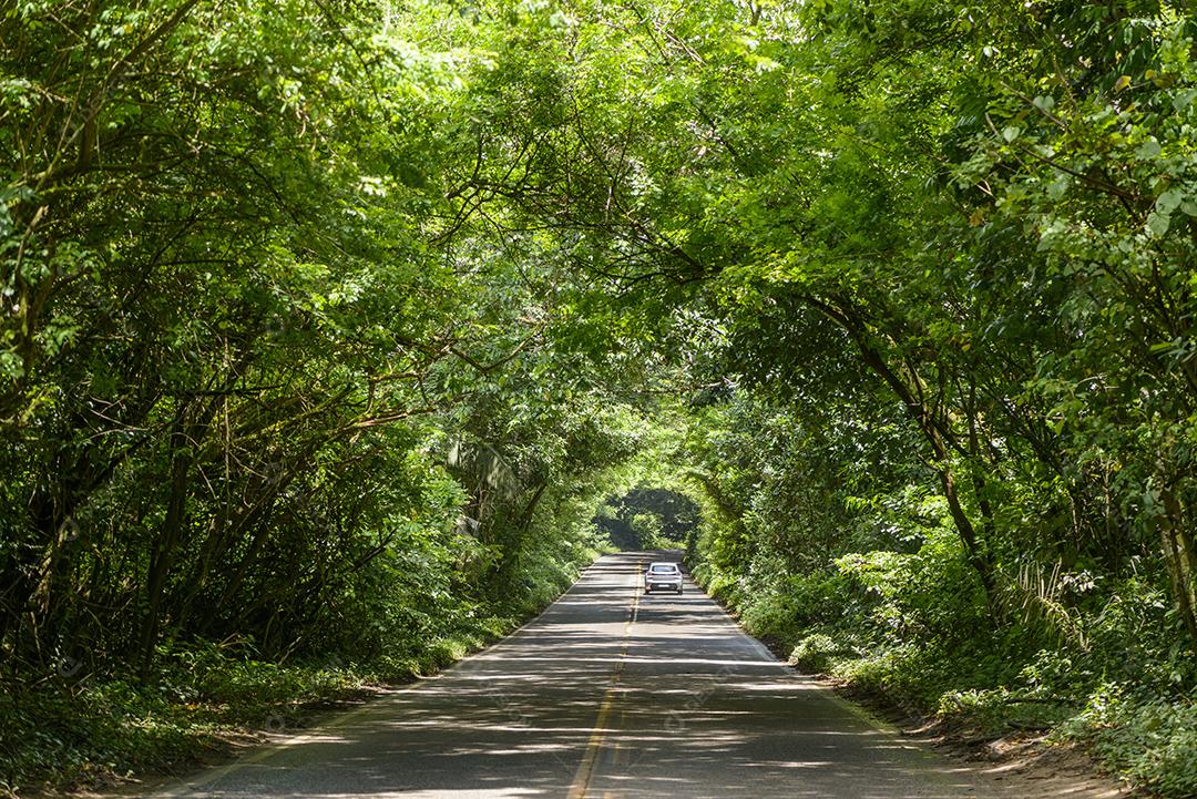 Estrada asfaltada pela floresta, formando um túnel de árvores em Pernambuco, Brasil.