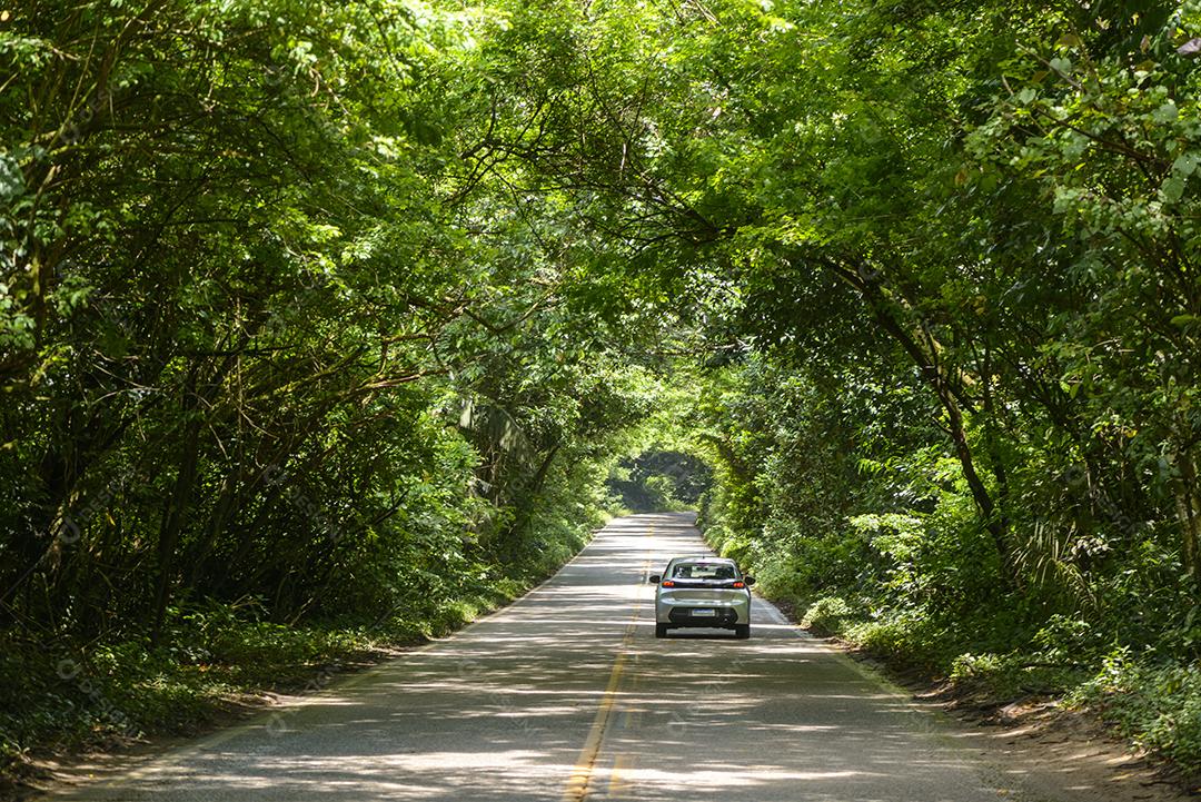 Estrada asfaltada pela floresta, formando um túnel de árvores em Pernambuco, Brasil.