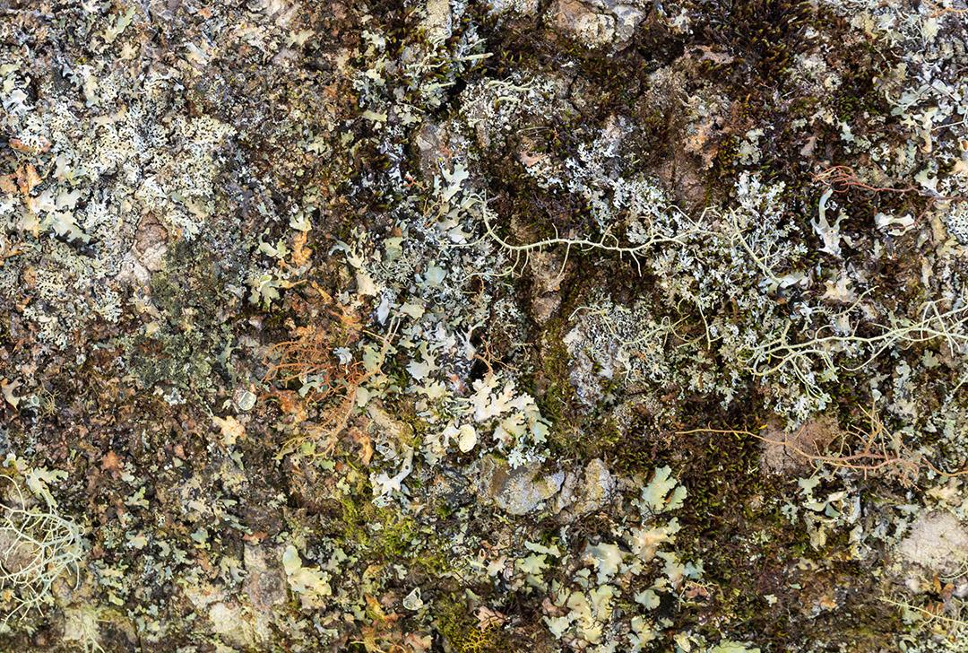 Vários líquens em um tronco de árvore em uma floresta tropical JPG