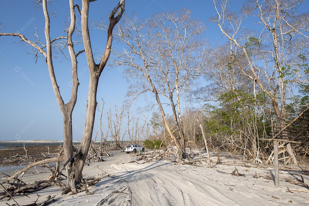 Mangue com árvores secas no céu azul na praia de Jericoacoara