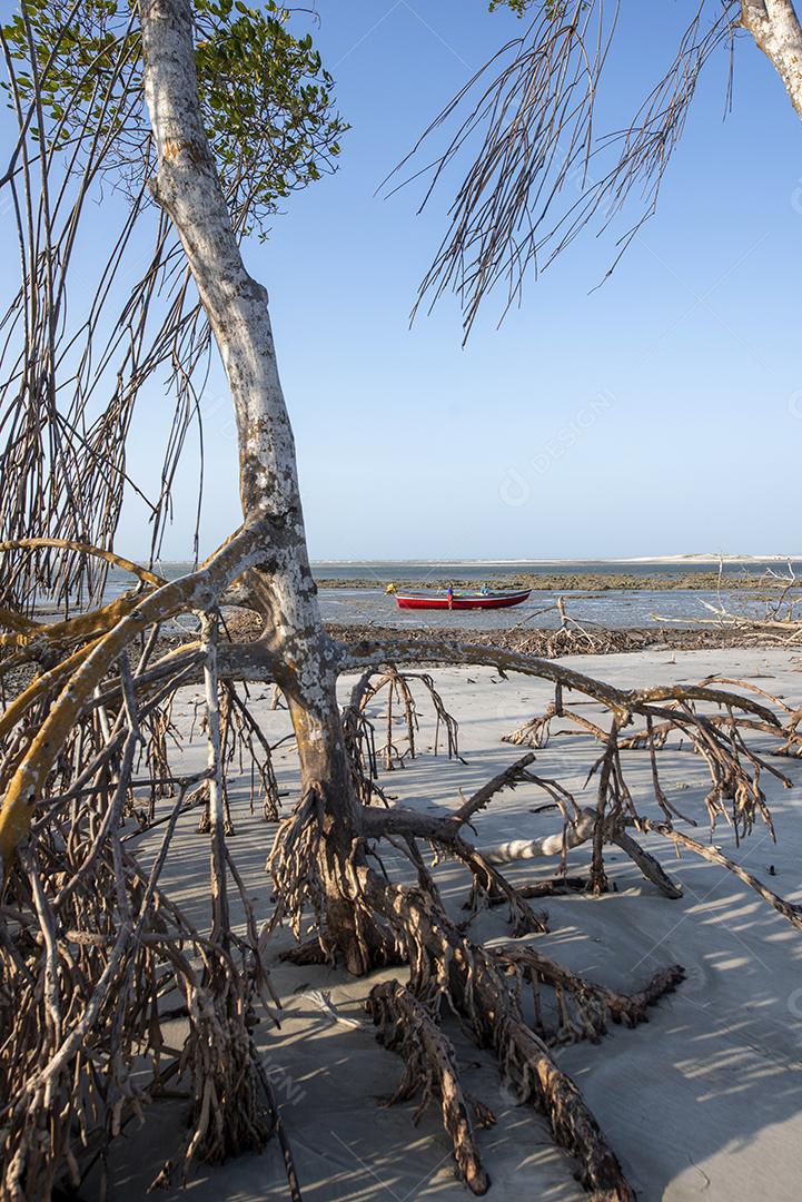 Mangue com árvores secas no céu azul na praia de Jericoacoara