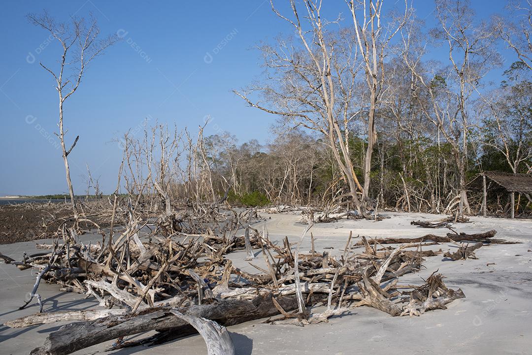 Mangue com árvores secas no céu azul na praia de Jericoacoara