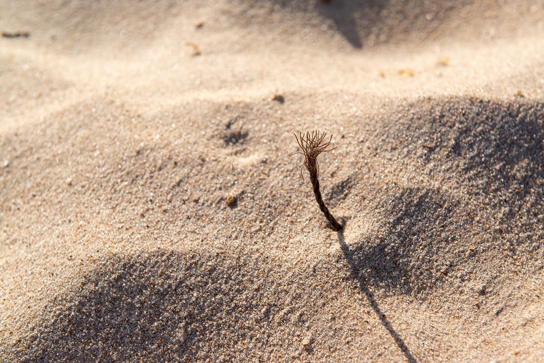 Areia da praia com restos de plástico e lixo em João Pessoa, Paraíba