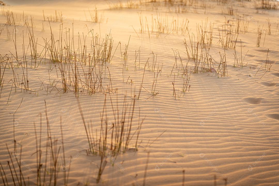 Textura de areia e vegetação natural no final da tarde na praia de Peroba