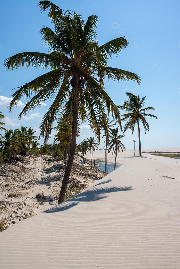 Dunas de areia branca e coqueiros em Acarau, Ceará, Brasil