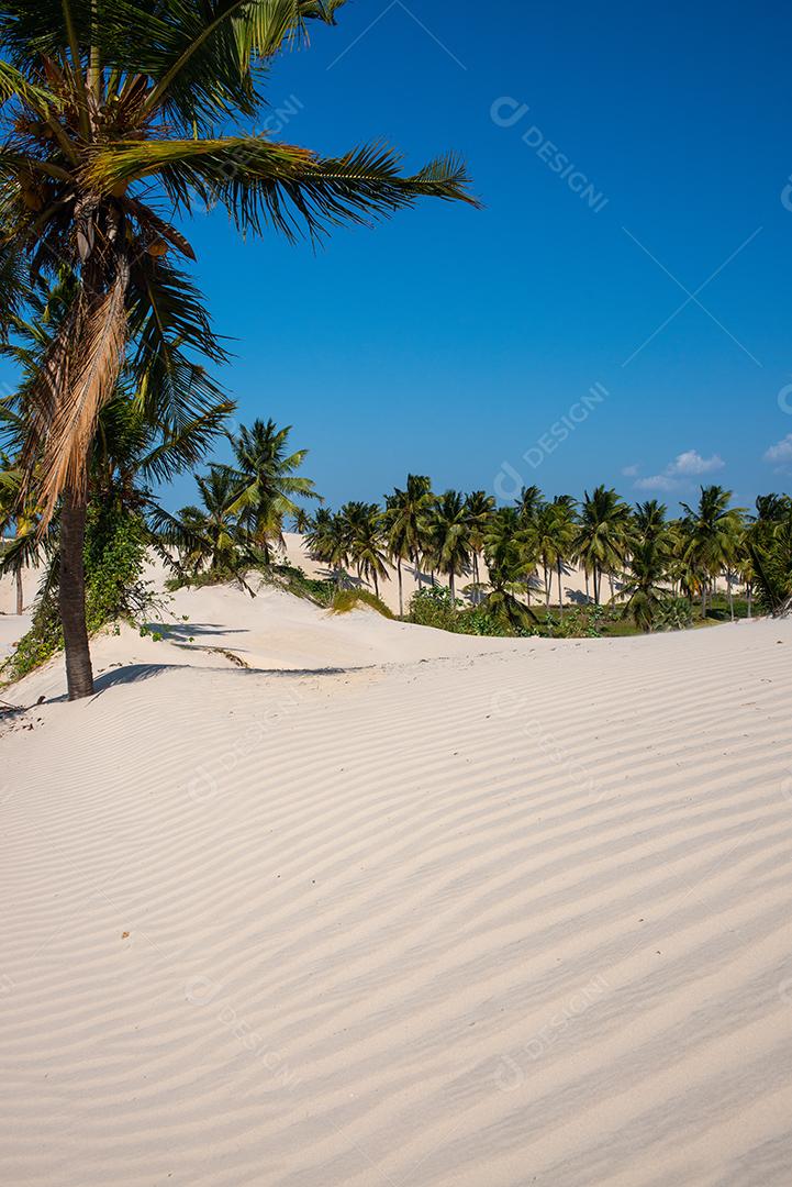 Dunas de areia branca e coqueiros em Acarau, Ceará, Brasil