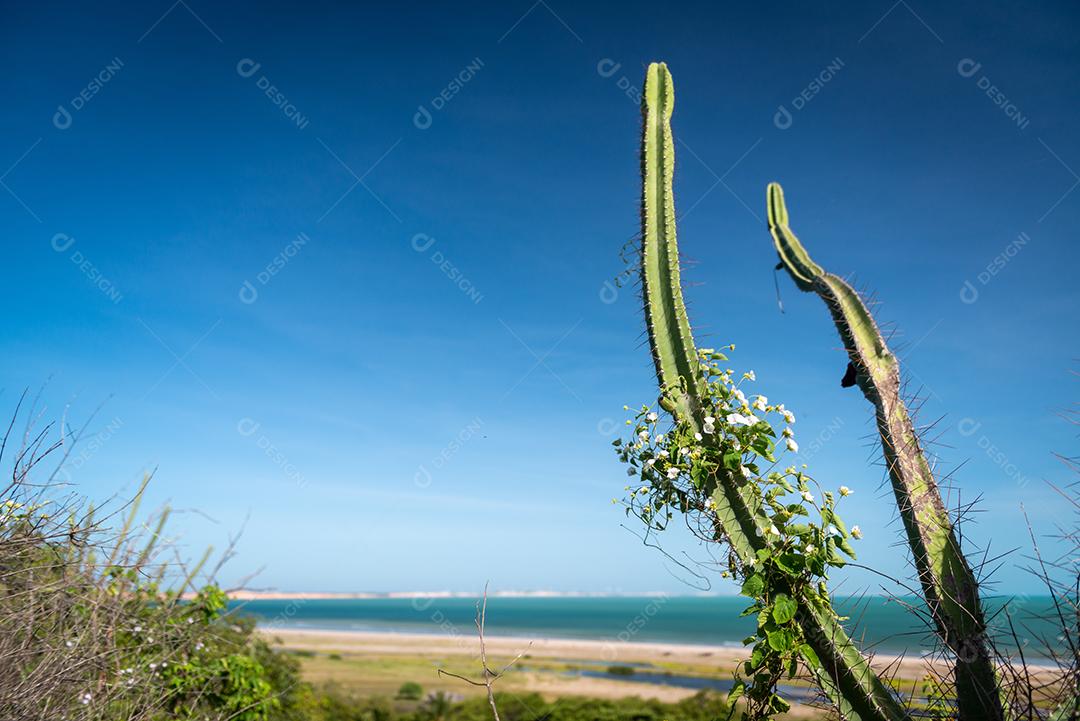 Cactus com flores na praia de Ponta Grossa, Icapuí, Ceará